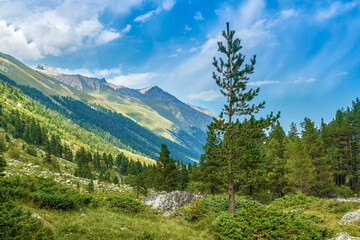 Fototapeta na wymiar Mountain landscape with trees. hill