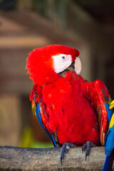 Macau parrot