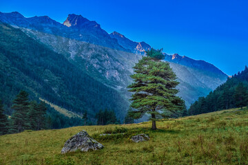 Fototapeta na wymiar Mountain landscape with green trees and grass. nobody