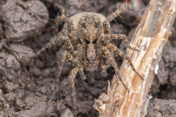 spider on the ground