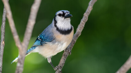 Blue Jay Perched on a Slender Tree Branch