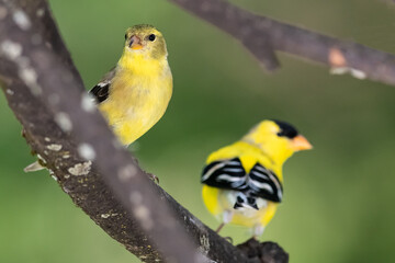 Pair of American Goldfinch Resting in a Tree