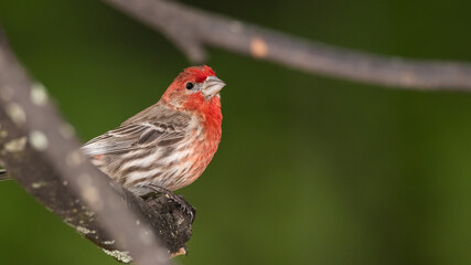 Curious House Finch Perched in a Tree