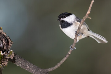 Curious Little Carolina Chickadee Perched in a Tree