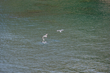 seagull on the water