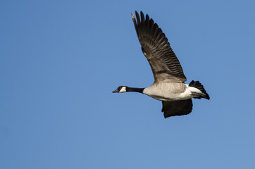 Canada Goose Flying in a Blue Sky