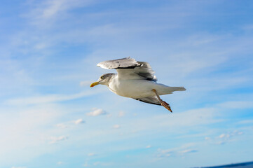 Little bird flyes in the sky