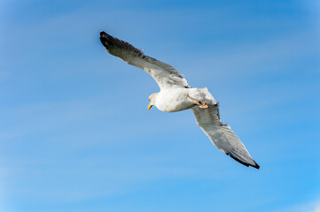 Little bird flyes in the sky