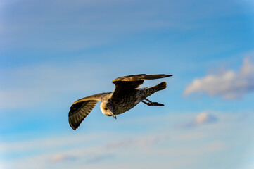 Little bird flyes in the sky