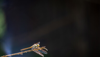 A large dragonfly sits on a branch on a blurry green background.