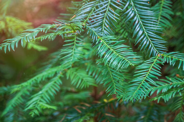 Green branches of the evergreen tree Cryptomeria