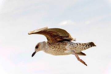 Little bird flyes in the sky