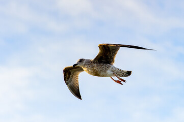 Sea gull flyes in the sky