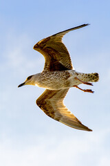 Sea gull flyes in the sky