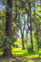 Forest of straight Cryptomeria trees. Cryptomeria japonica, Japanese cedar or Japanese redwood in sunset light