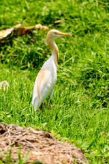 Heron in Sri Lanka