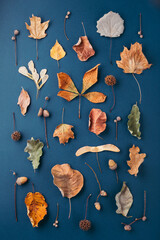 Autumn pattern made of dry leaves and acorns on dark blue background.