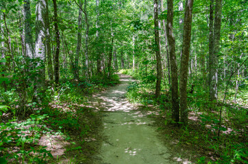 footpath in the forest, chinnabee silent trail, talladega national forest, alabama, usa