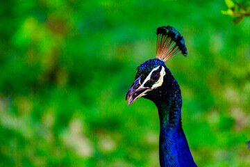 Obraz premium Peacock in Sri Lanka