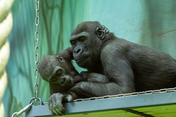 Female and juvenile lowland Western lowland gorilla (Gorilla gorilla) resting in the park. Cute animals of the world.