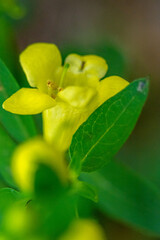 close up of a yellow flower