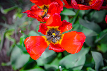 It's Red tulips in the Keukenhof park in Netherlands