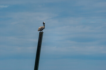 Pelican on Post