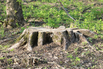 deforestation