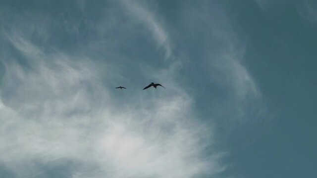 Seagulls flies in the blue sky