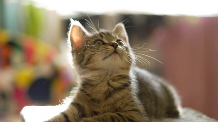 Cute grey tabby kitten yawning and resting in playful mood - Powered by Adobe