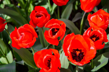 It's Red tulips in the Keukenhof park in Netherlands