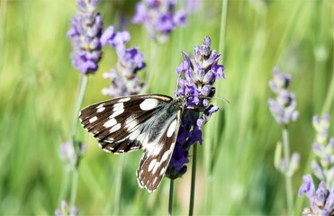 Beautiful butterfly and fresh lavender flower