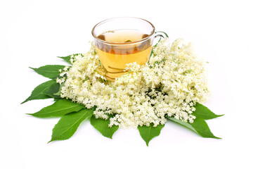 Herbata z kwiatów czarnego bzu (Sambucus nigra)  na białym tle © Monika