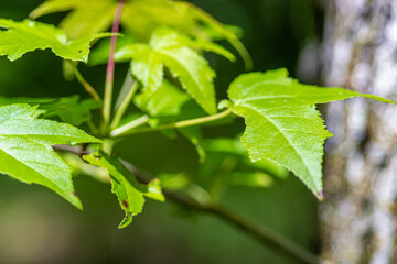 green leaves on a branch