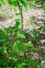 green leaves in the forest