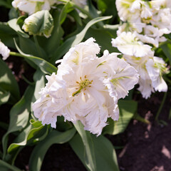 It's Spring flowers in the Keukenhof park in Netherlands