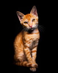 Orange toby cat, sitting looking up, isolated on black background