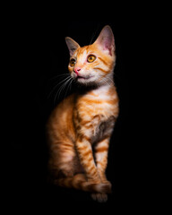 Orange toby cat, sitting looking up, isolated on black background