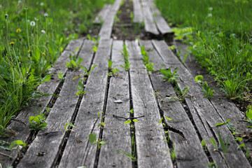 Fototapeta premium An old damaged wooden path in a park with some missing boards and with small green plants between boards. Photo in perspective with selective focus