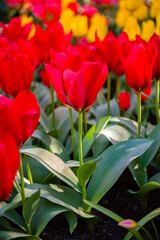 Naklejka premium It's Red tulips in the Keukenhof park in Netherlands