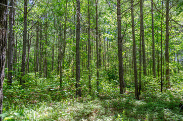 trees in the talladega national forest, cheaha mountain, alabama, usa
