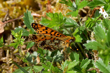 A Small Pearl-bordered Fritillary Butterfly sitting on green leaves.