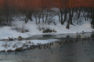 Mallard (Anas platyrhynchos) in Belarus