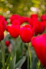 It's Red tulips in the Keukenhof park in Netherlands