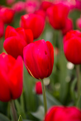 It's Red tulips in the Keukenhof park in Netherlands