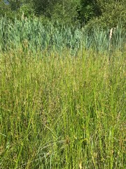 green and yellow wild grass