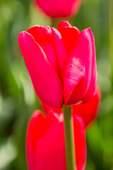 Fototapeta premium It's Red tulips in the Keukenhof park in Netherlands