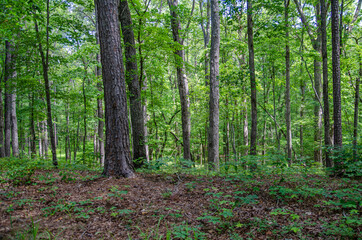trees in the talladega national forest, cheaha mountain, Alabama, usa