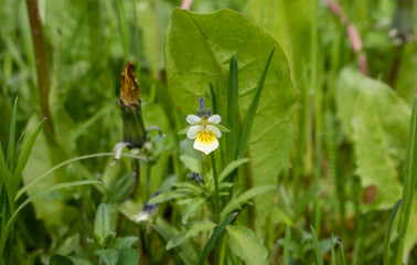 Wild yellow violet.Wild flowers in the green grass.