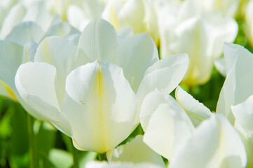 Fototapeta premium It's Spring flowers in the Keukenhof park in Netherlands